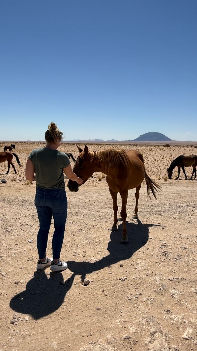 Wildpferde 🐎/ Wild horses 🐎