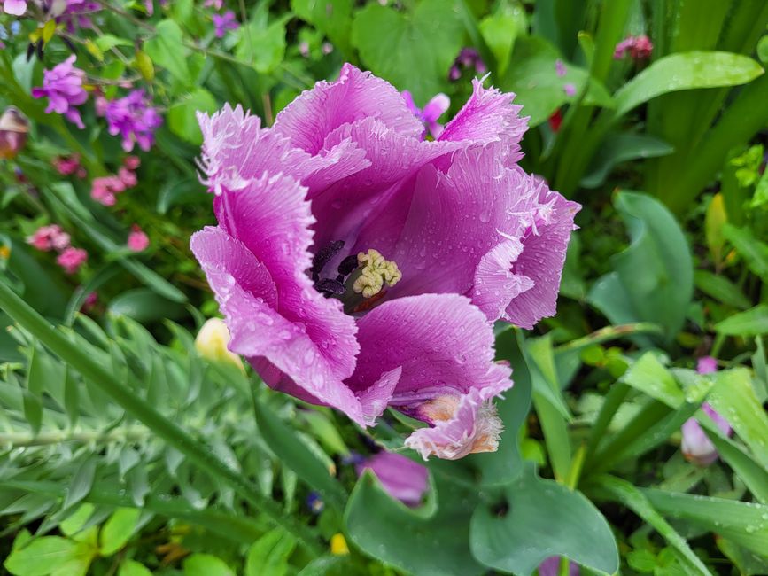 Garten von Monet