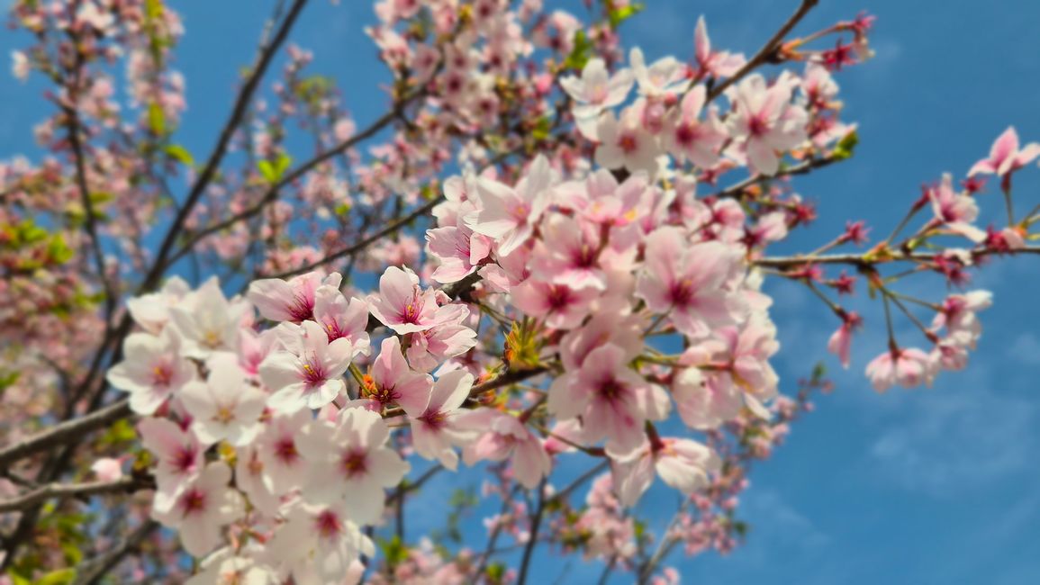 Die Kirschblüte