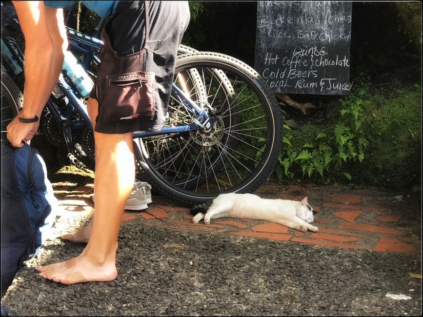 Katzen und Hühner dürfen nicht gejagt werden.