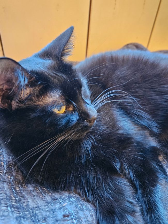 2024 - Vienna - Cat Café 'Barista Cats'