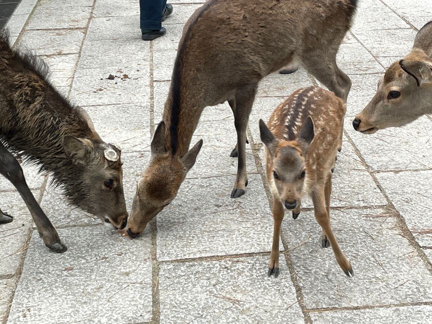 Das Kleinste frisst auch schon aus der Hand