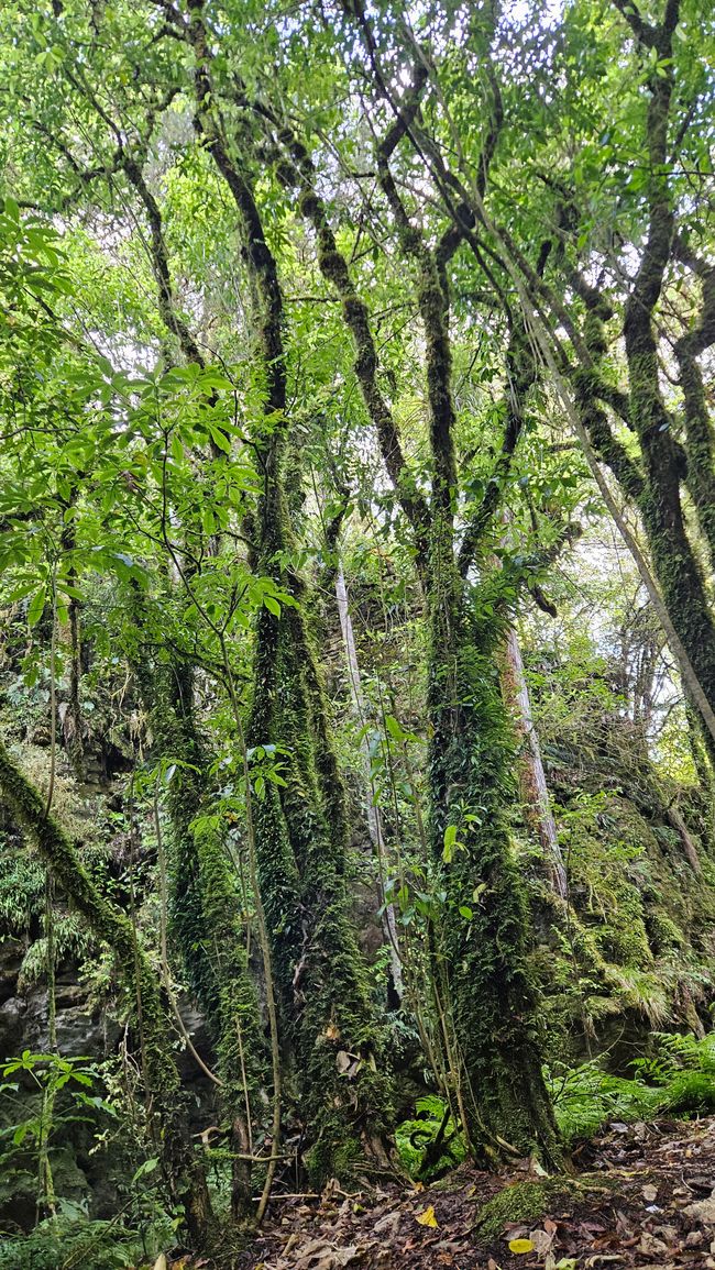 Piopio - Te Kūiti - Waitomo Caves