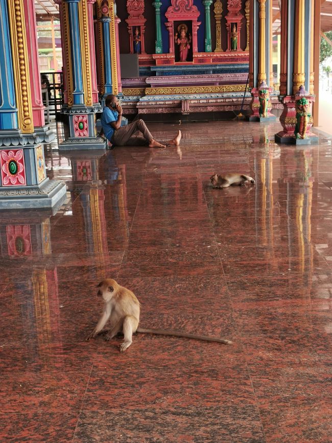 ... un autre temple où les gens et les animaux peuvent se reposer un peu de la chaleur ..