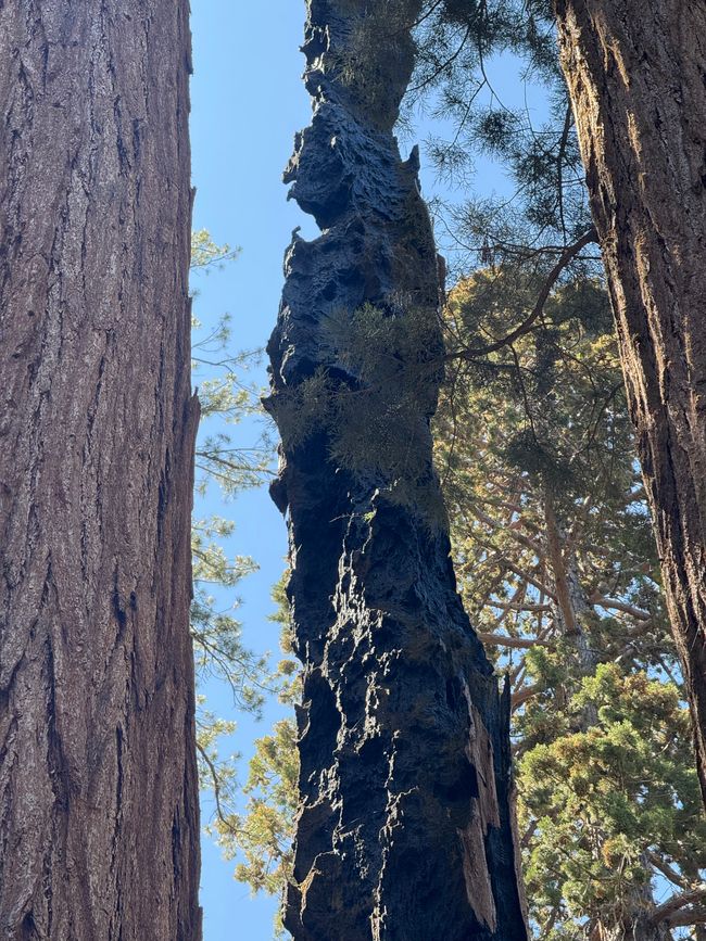 Sequoia National Park