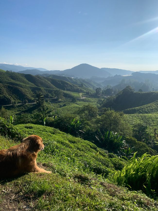 Cameron Highlands