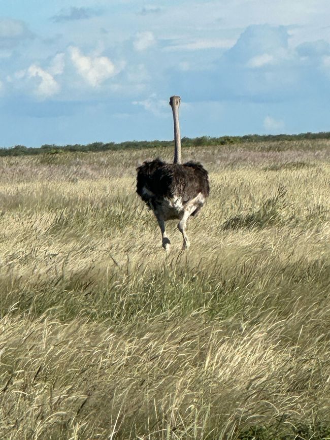 Parc national d'Etosha