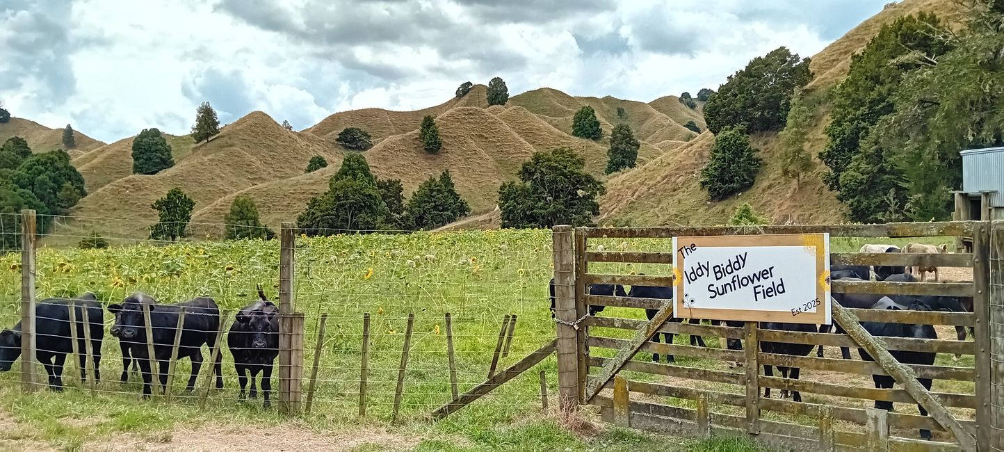 Autoroute du Monde Oublié / République de Whangamomona