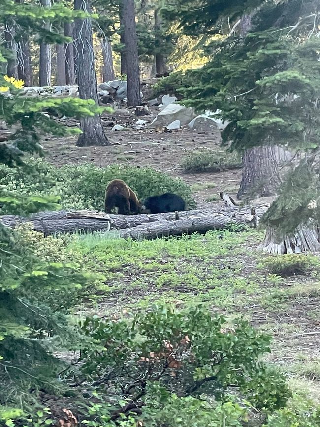 The bears 🐻