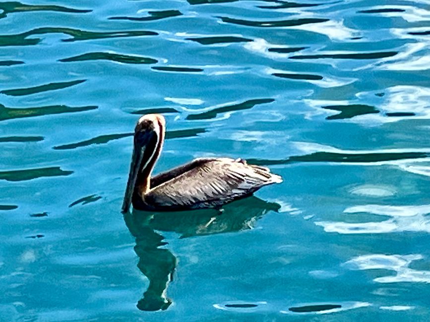 Pelikan in Saint Pierre