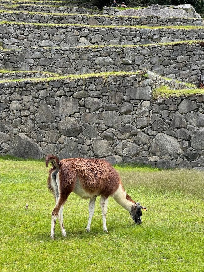 👷‍♂️Tag 26-2 (3.11.) Machu Picchu, die alte Inca-Stadt