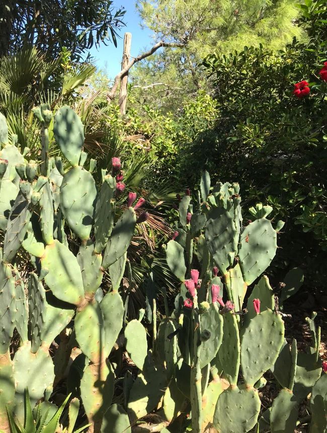 Frutos de cactus