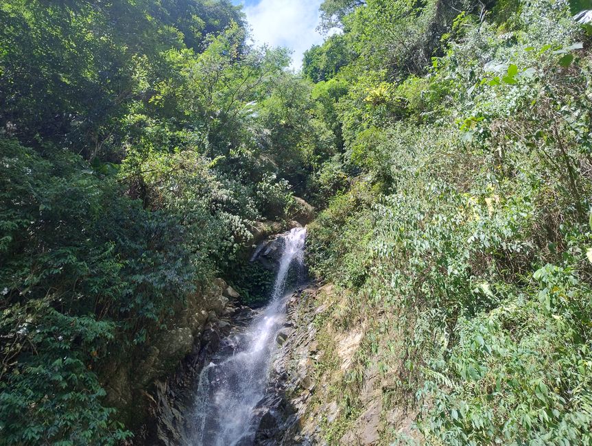 Piante rampicanti sul sentiero