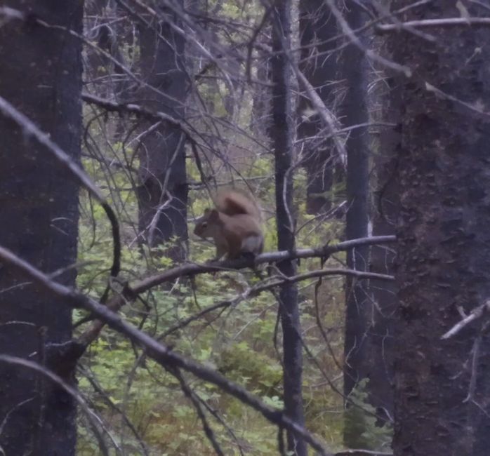Pas de chemin à travers la forêt