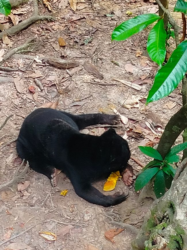 Sepilok - Sanctuaire des Orang-outans et des ours de soleil