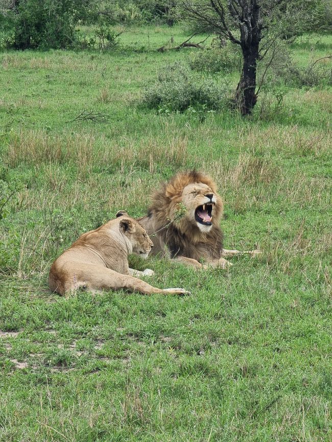 Tansania - Tag 5: Serengeti Nationalpark