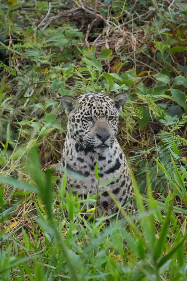 Jaguare en Porto Jofre