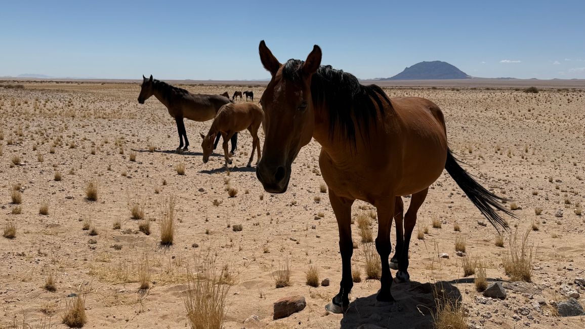 Chevaux sauvages 🐎/ Wild horses 🐎