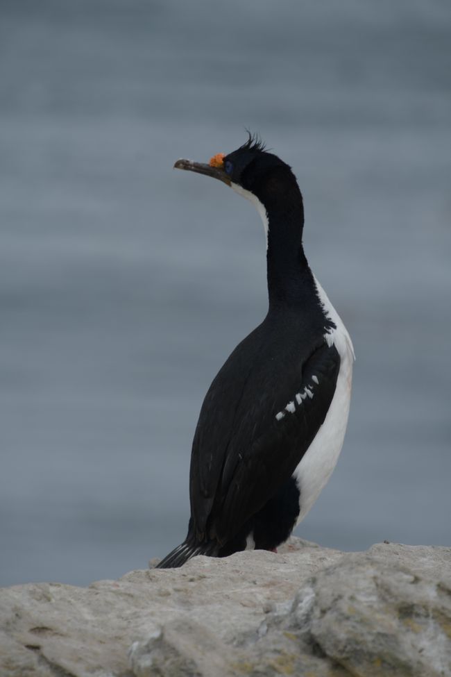 Kormoran / Shag