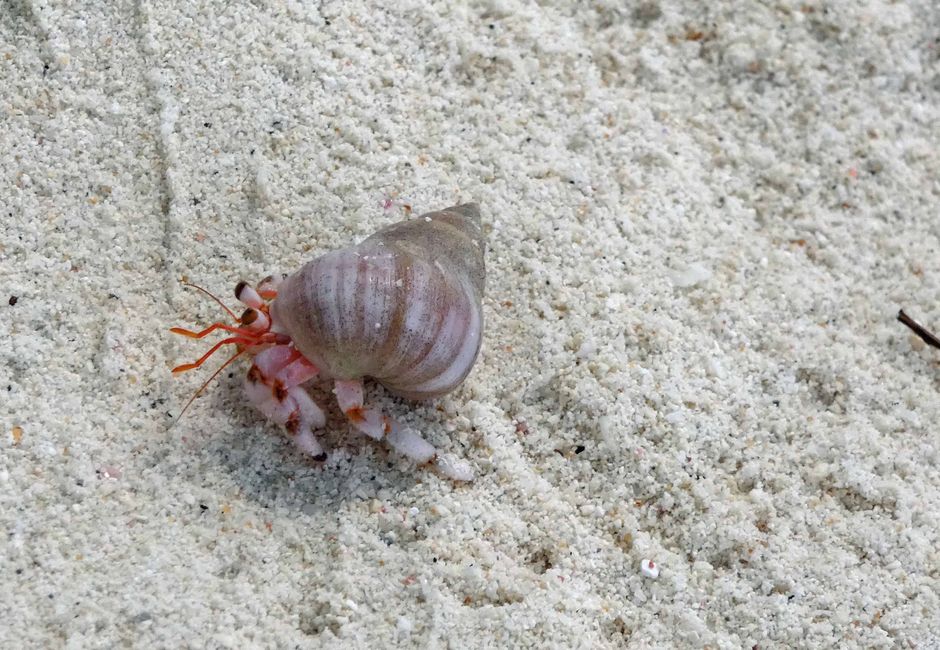 Un crabe d'environ 1 cm de long