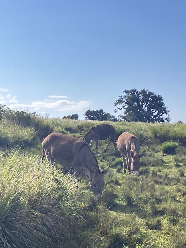 Il Cratere di Ngorongoro