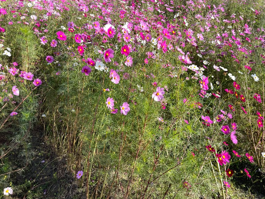 4.Kapitel: Ein bisschen vorzeitig ins Paradies