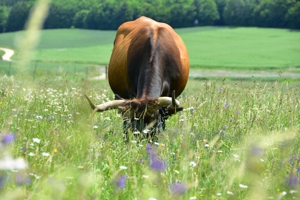 * * * S E C H T A S A F A R I - der Auerochsenweg
bei Bopfingen * * *