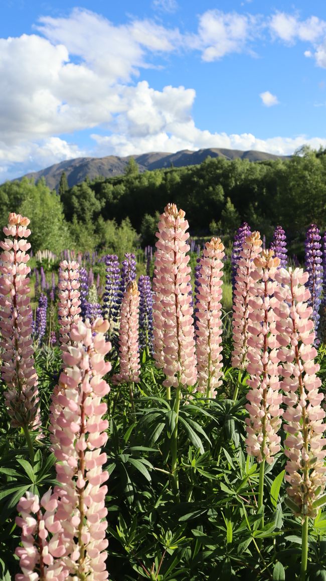 Les lupins fleurissent partout ici. Ici au bord de la rivière Ahuriri