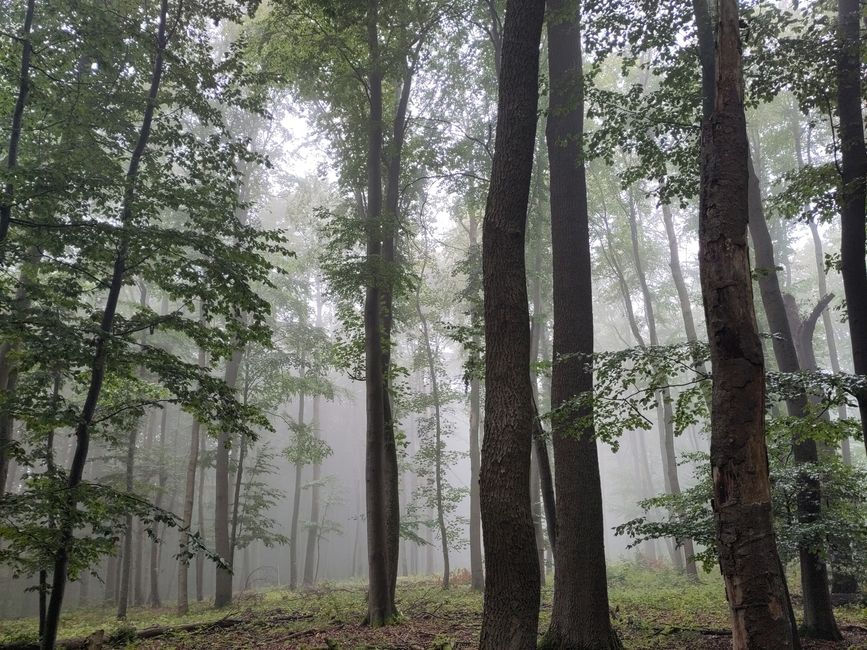 Autumn mood in the Hainich National Park