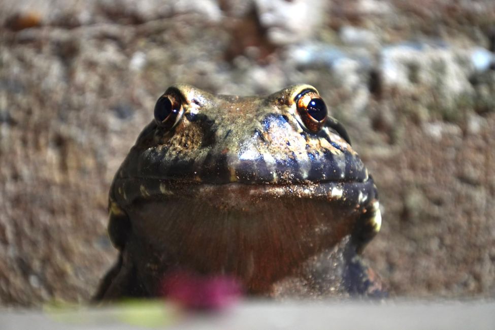 En la selva subtropical cerca de Pousada Bom Jardim