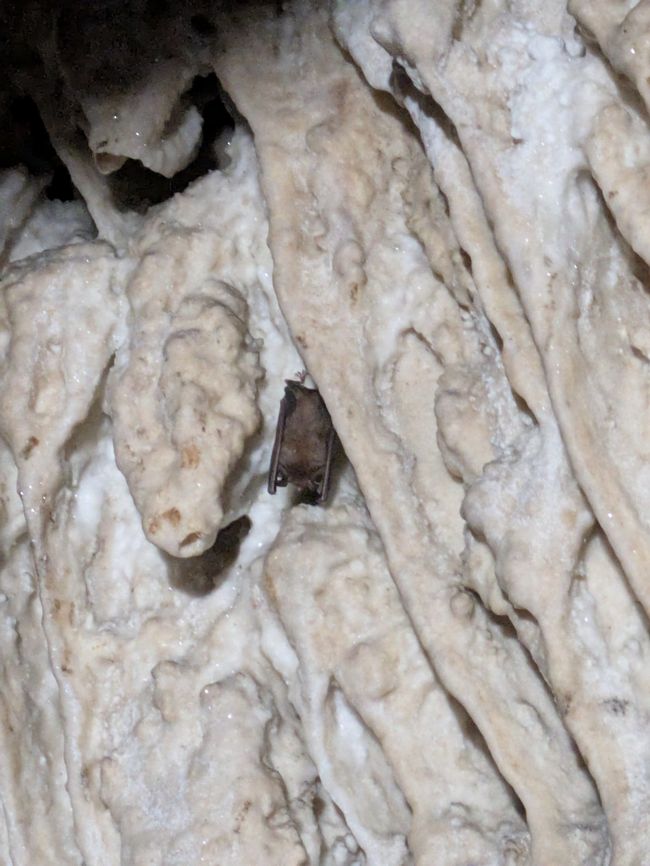 Fledermaus in der Tropfsteinhöhle