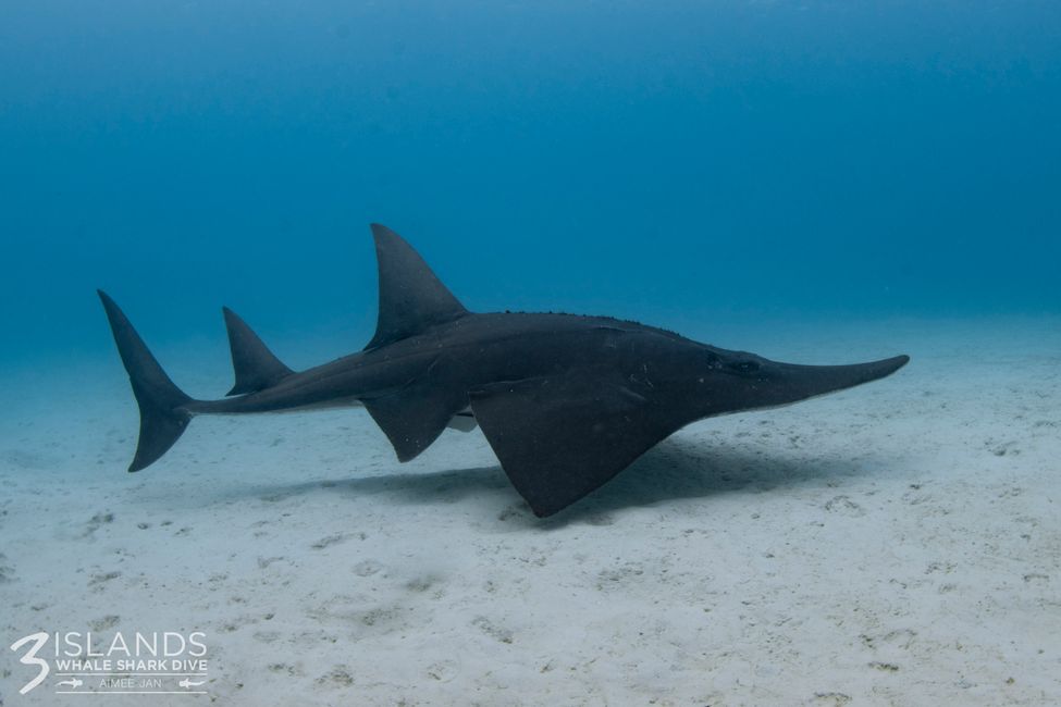 Snorkeling the Ningaloo Reef - Shovelnose ray