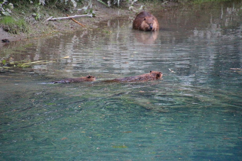 Día 15: Stewart/Hyder - Osos Grizzly y (no) un Glaciar Salmon