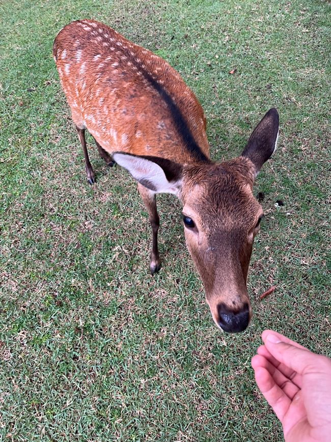 Nara y Nagoya