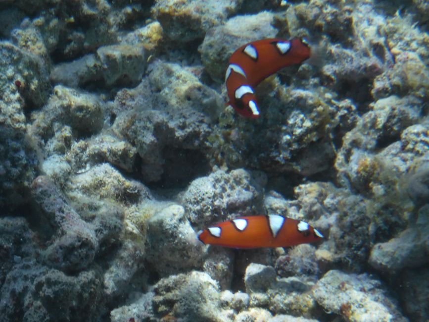 2025-04-30 Raiatea and Taha'a