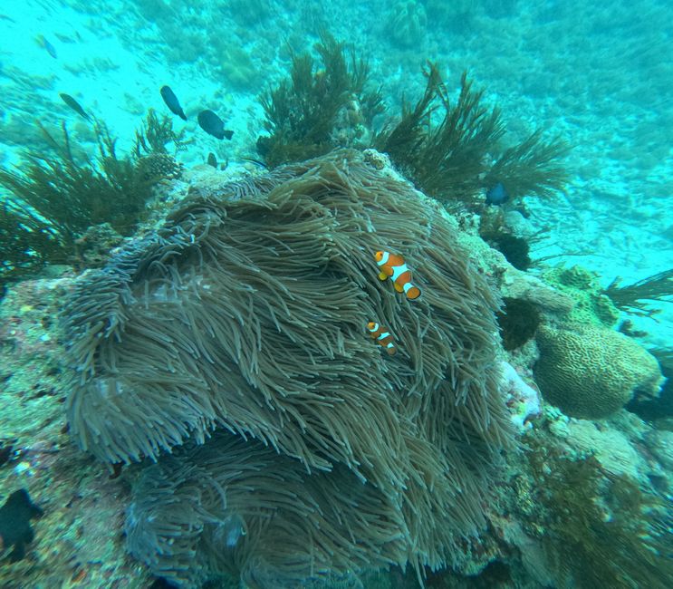 Tag 20: Il mondo sottomarino di Bali