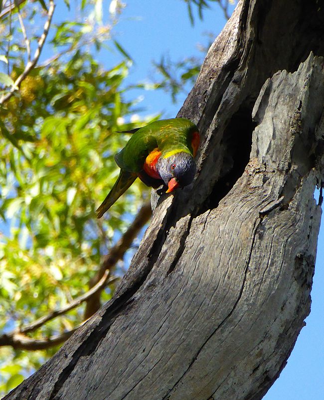 neugieriger Rainbow Lorikeet- Allfarblori