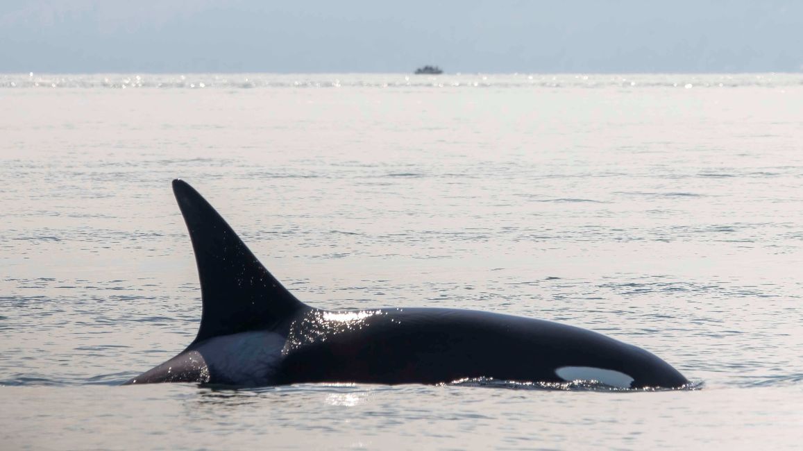 Orcas cazando