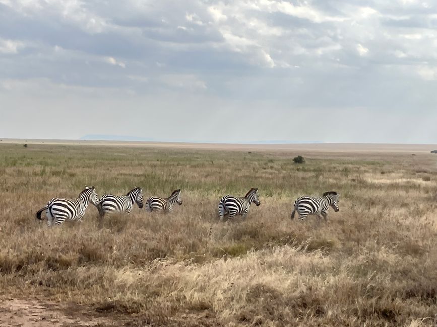 En la Serengeti - Día 1