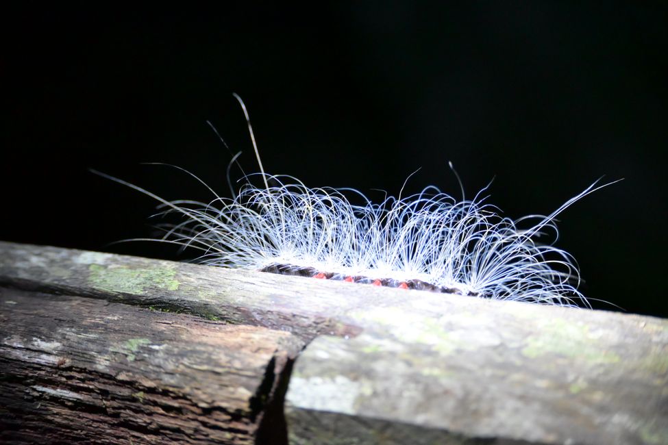 Parc National de Mulu