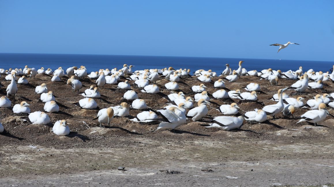 Basstölpelkolonie bei Cape Kidnappers
