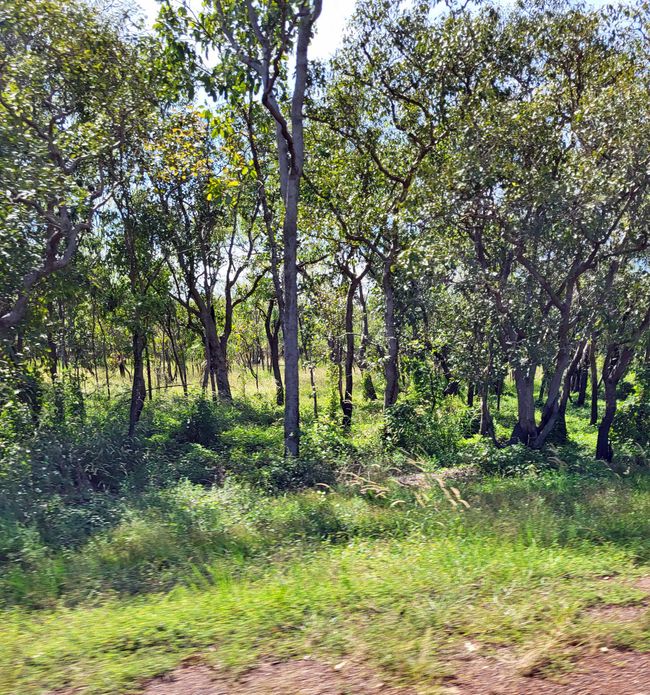 Kakadu National Park, Jabiru, Australien