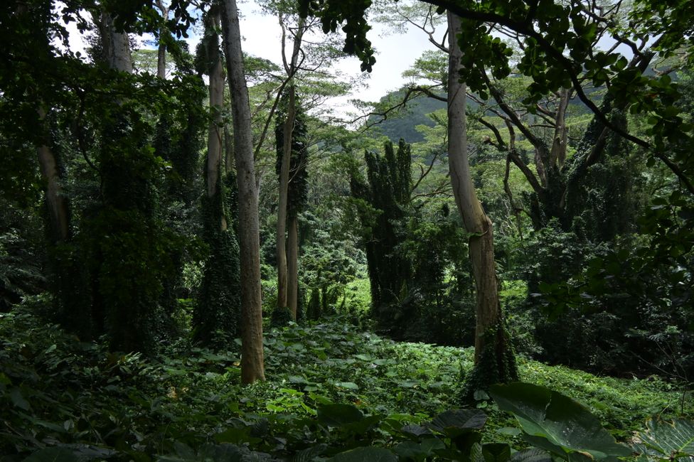 Honolulu - Sentier des chutes de Manoa