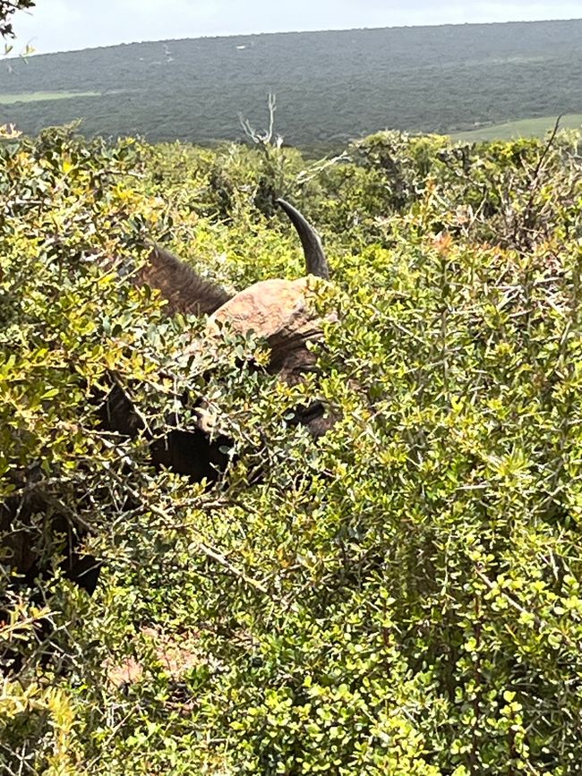 Addo Elephant Park