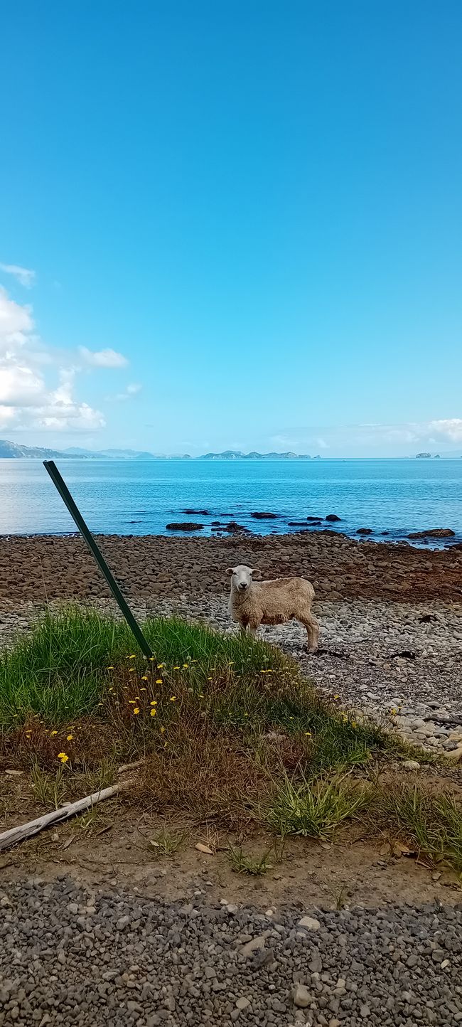 Coromandel Norte