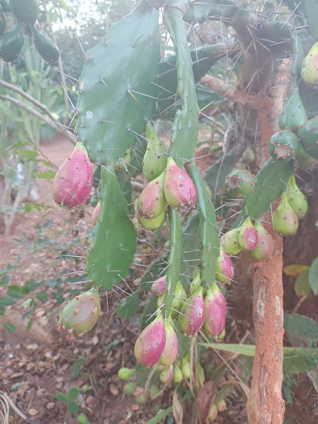 Botanischer Garten in Gondola
