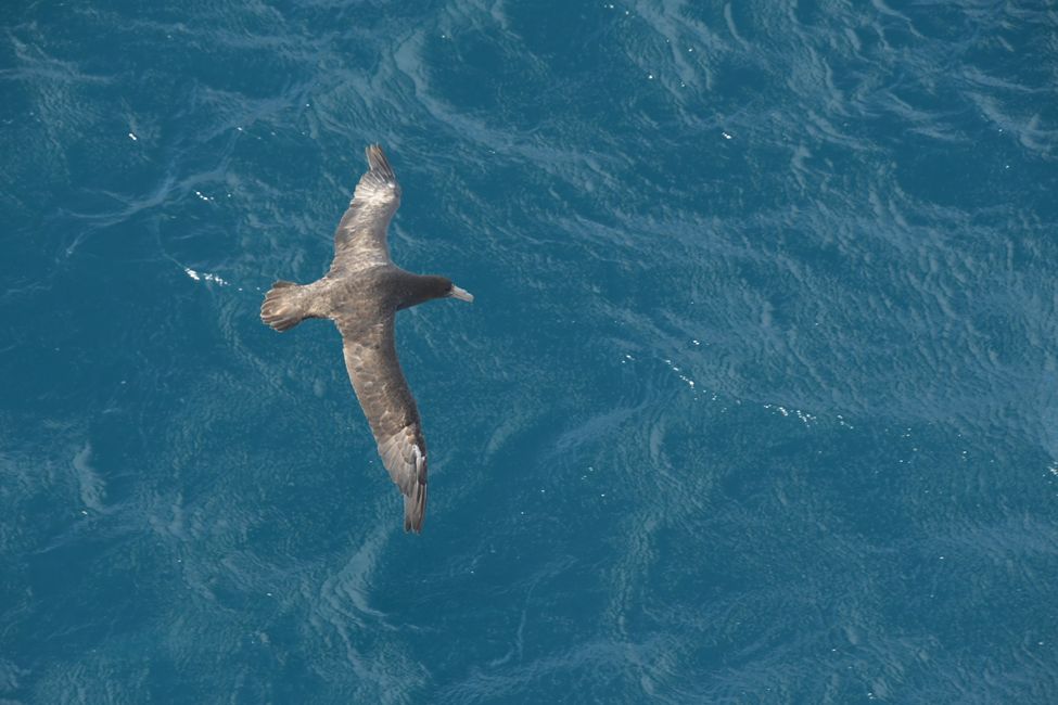 Riesensturmvogel / Giant petrel