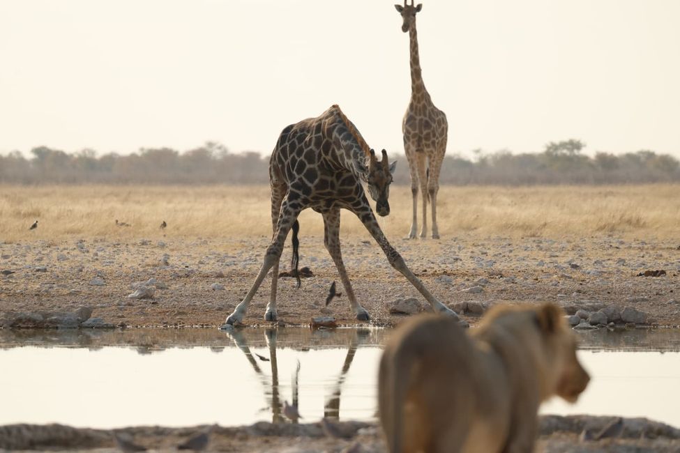 Etosha Part. II