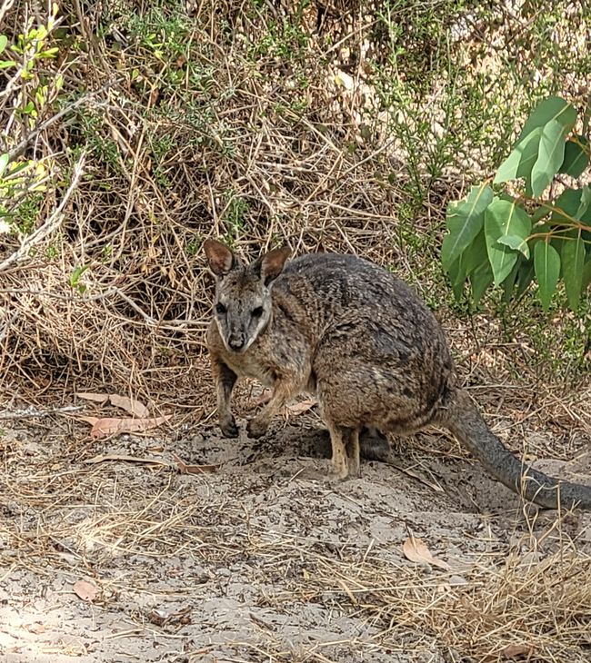 Tag 92: Penneshaw/Kangaroo Island/Australia