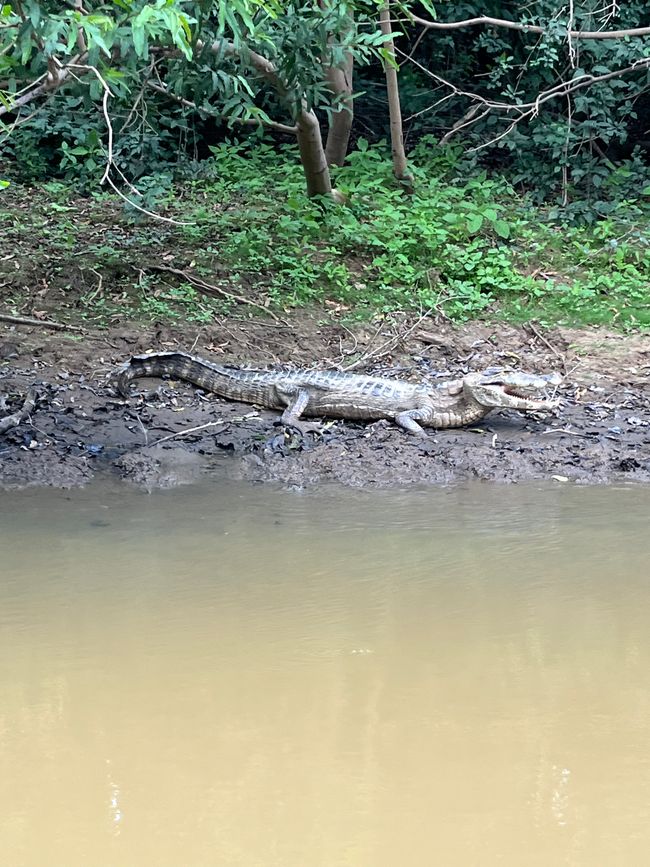 Cocodrilos en la orilla 